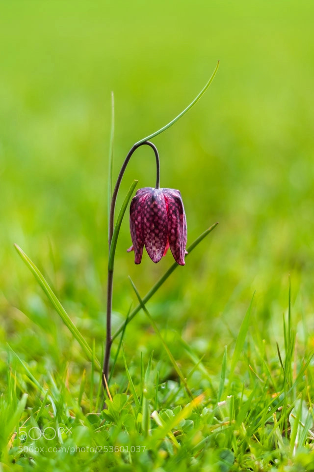 Nikon D5500 sample photo. Fritilaire photography