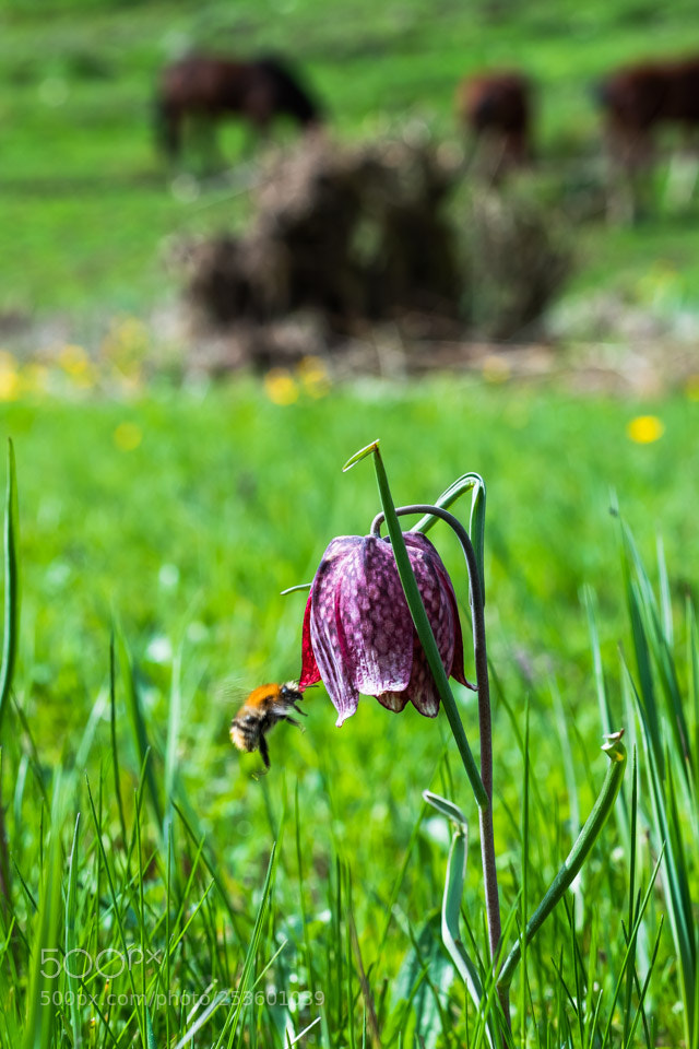 Nikon D5500 sample photo. Une histoire d'amour photography