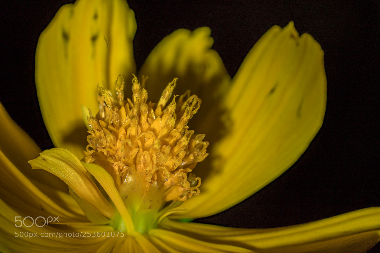 Sony a7R III sample photo. Starship flower photography