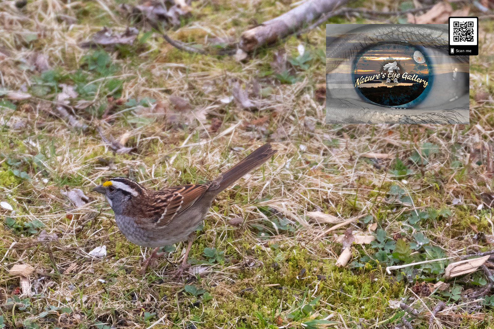 Canon EOS 5D Mark IV sample photo. White throated sparrow photography