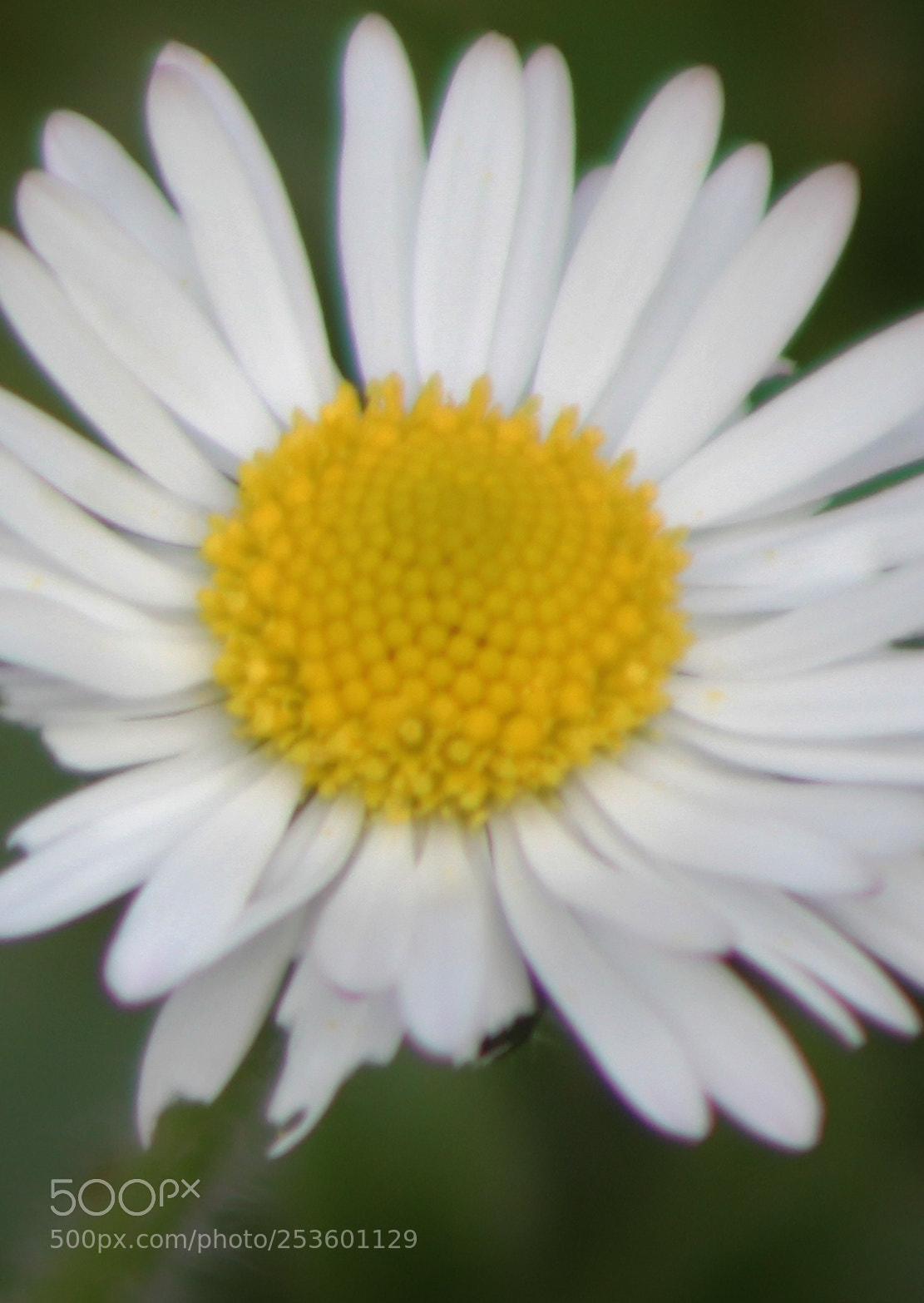Canon EOS 550D (EOS Rebel T2i / EOS Kiss X4) sample photo. Daisy photography