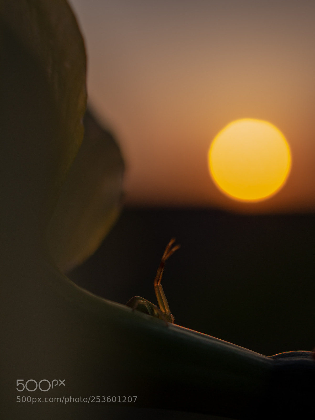 Olympus PEN E-PL6 sample photo. Dancing for sunset photography
