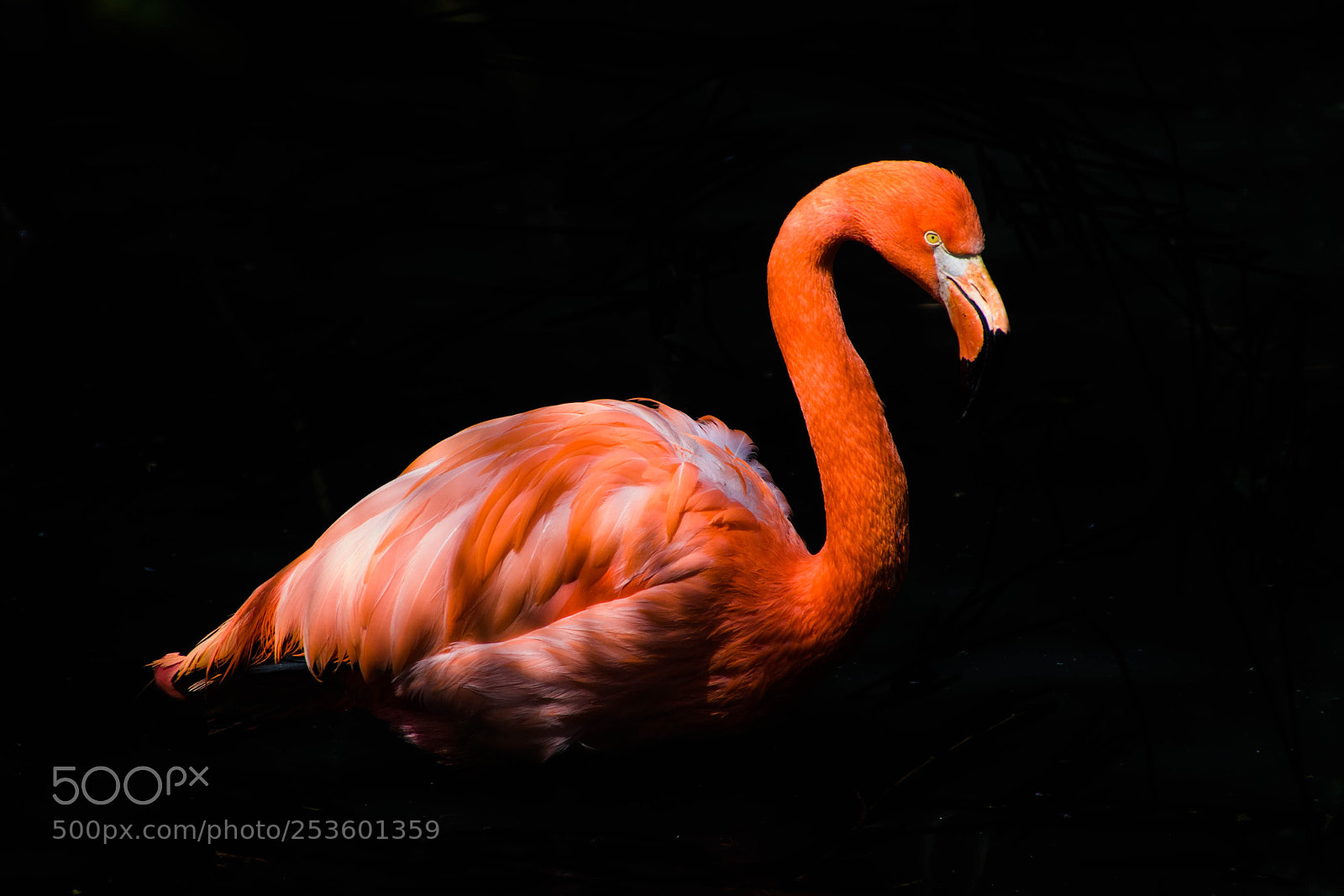 Canon EOS 750D (EOS Rebel T6i / EOS Kiss X8i) sample photo. Flamingo photography