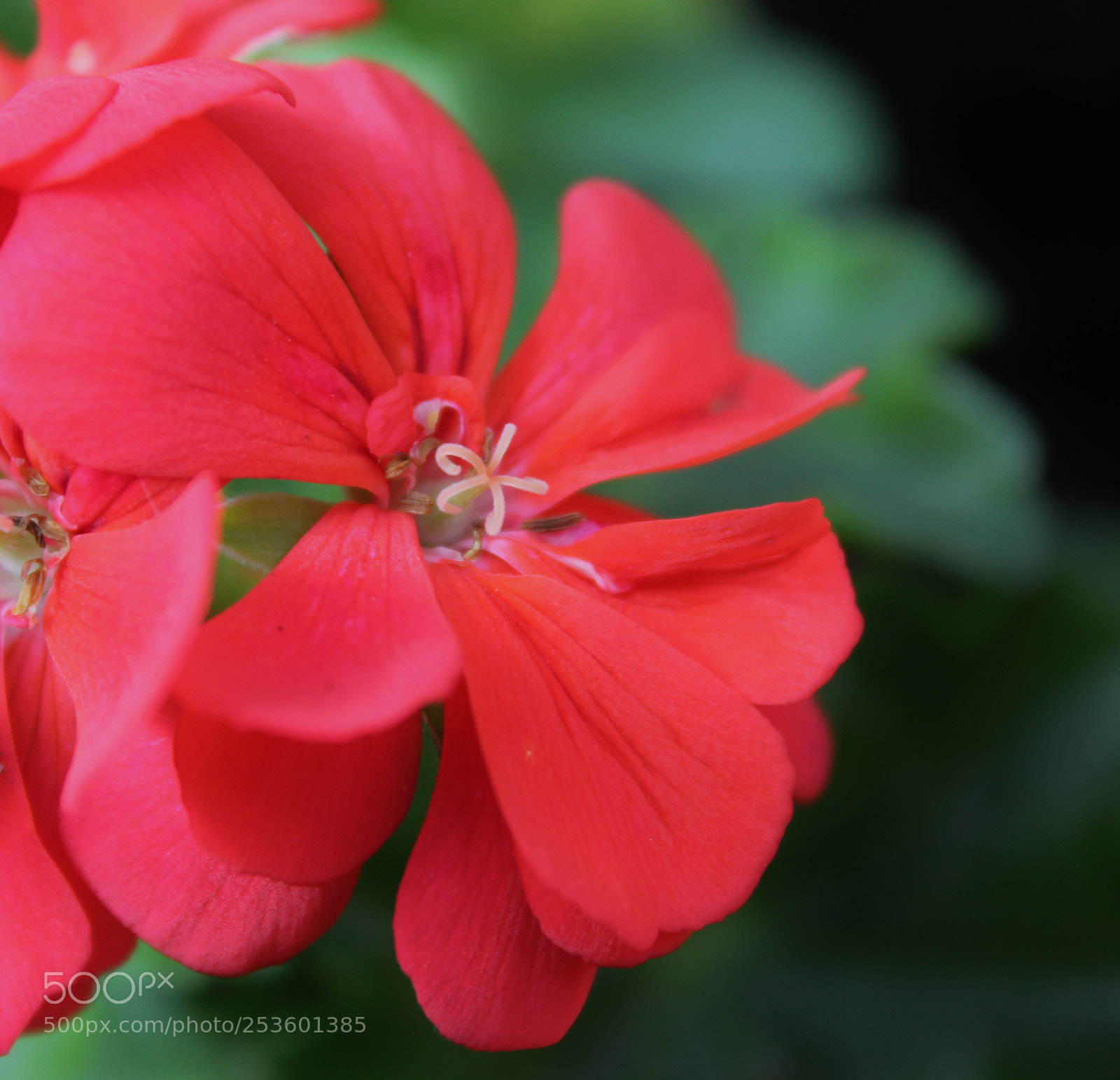 Canon EOS 550D (EOS Rebel T2i / EOS Kiss X4) sample photo. Geranium photography
