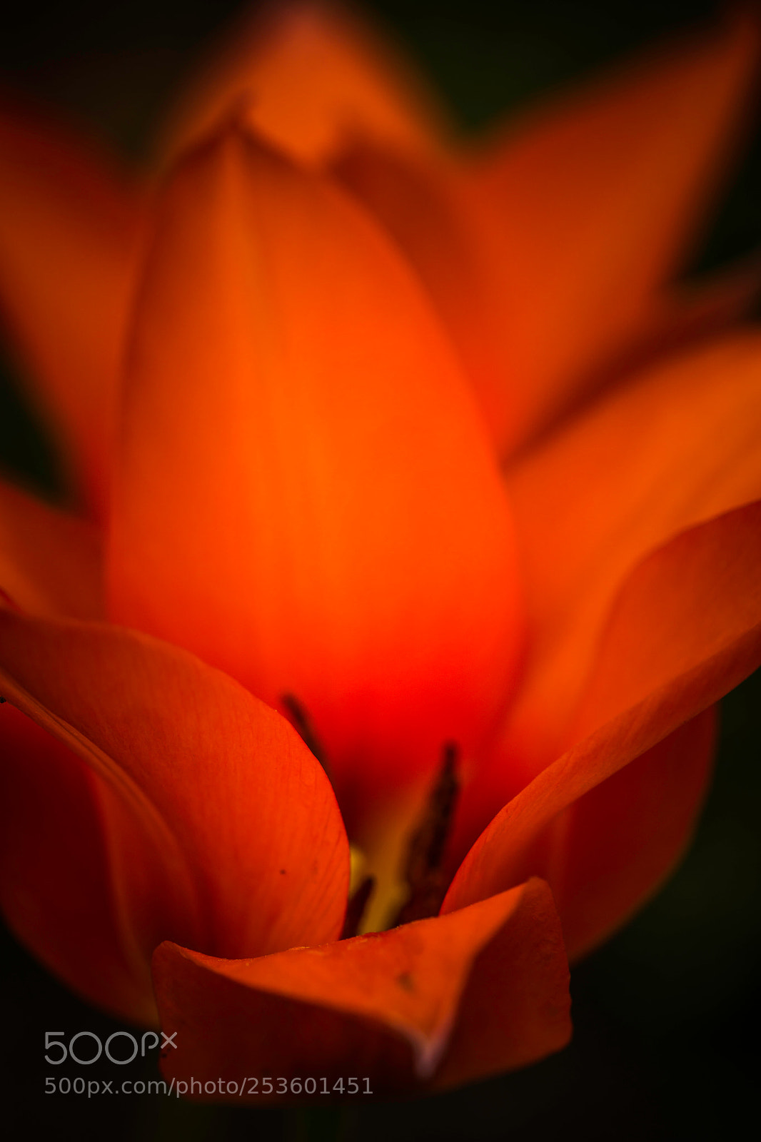 Sony a6000 sample photo. Tullips from holland photography