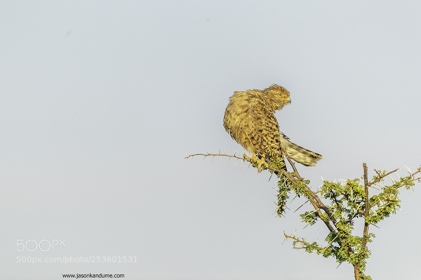 Canon EOS-1D X Mark II sample photo. Greater kestrel etosha national photography