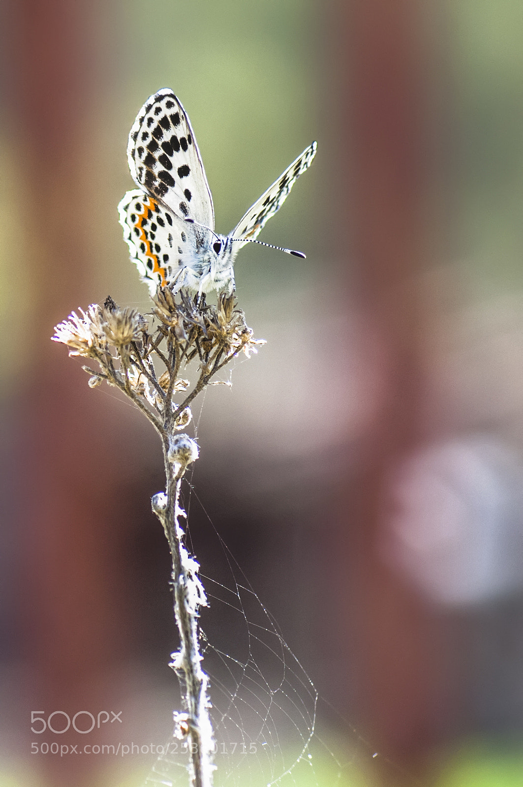 Nikon D2X sample photo. Butterfly photography