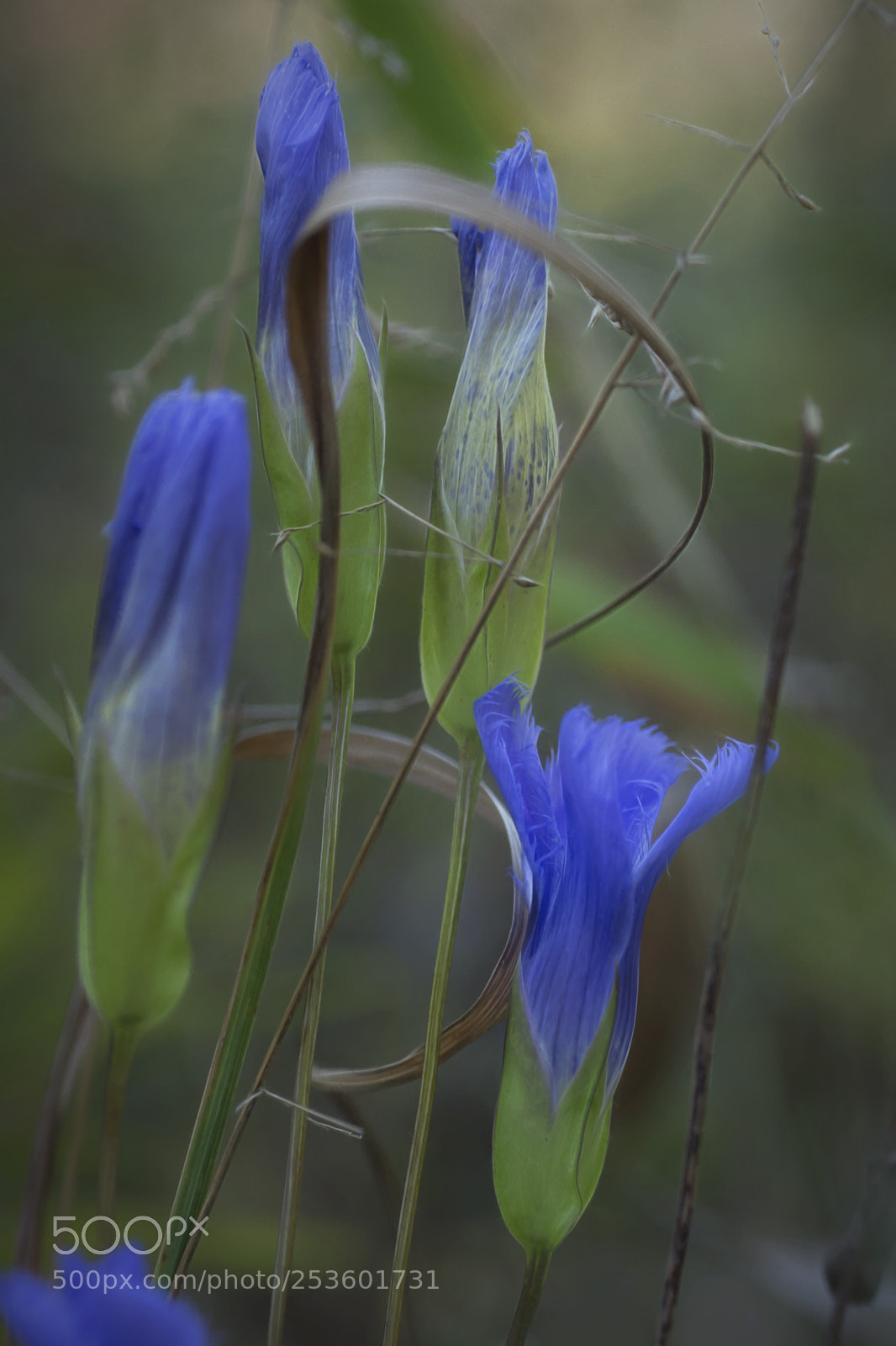 Nikon D7100 sample photo. Tangled up in blue photography