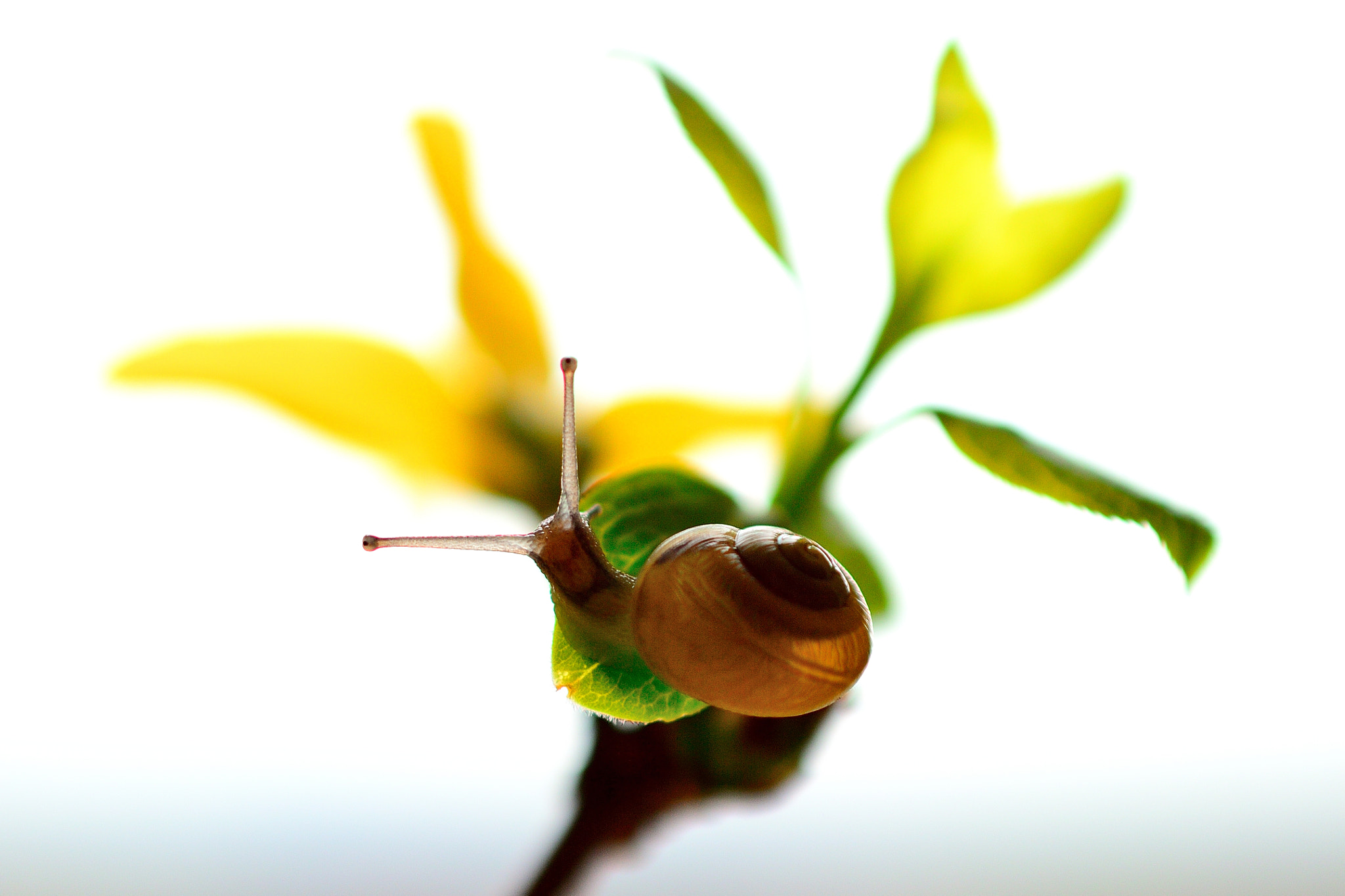 Nikon AF-S DX Micro Nikkor 40mm F2.8 sample photo. * snail * photography