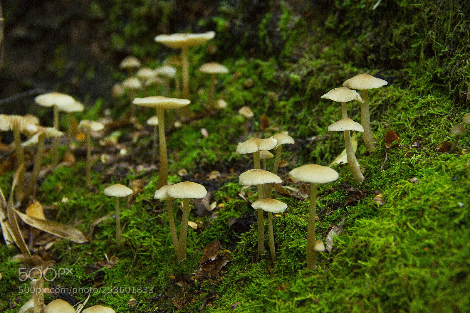 Canon EOS 7D sample photo. Hongos photography