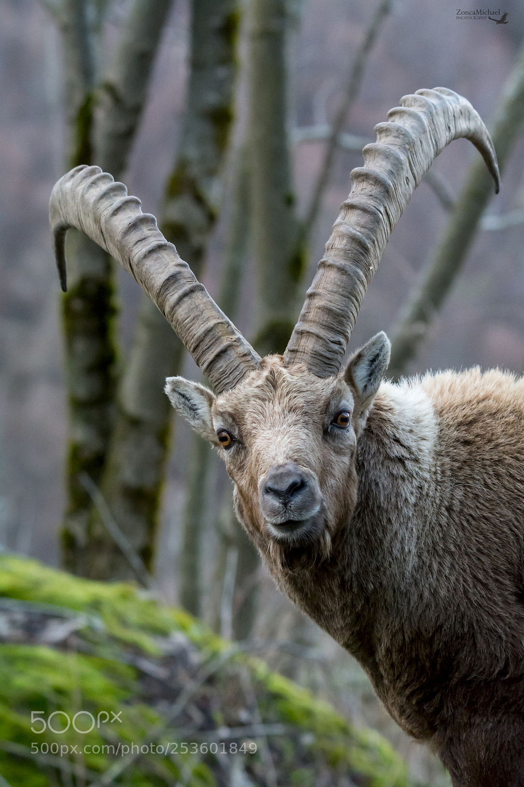 Nikon D7100 sample photo. Stambecco delle alpi photography
