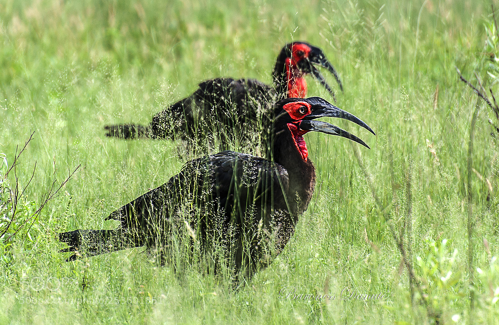 Nikon D3 sample photo. Bird morning walk photography
