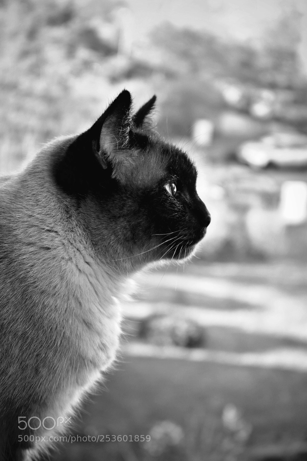 Canon EOS 750D (EOS Rebel T6i / EOS Kiss X8i) sample photo. Untitled photography