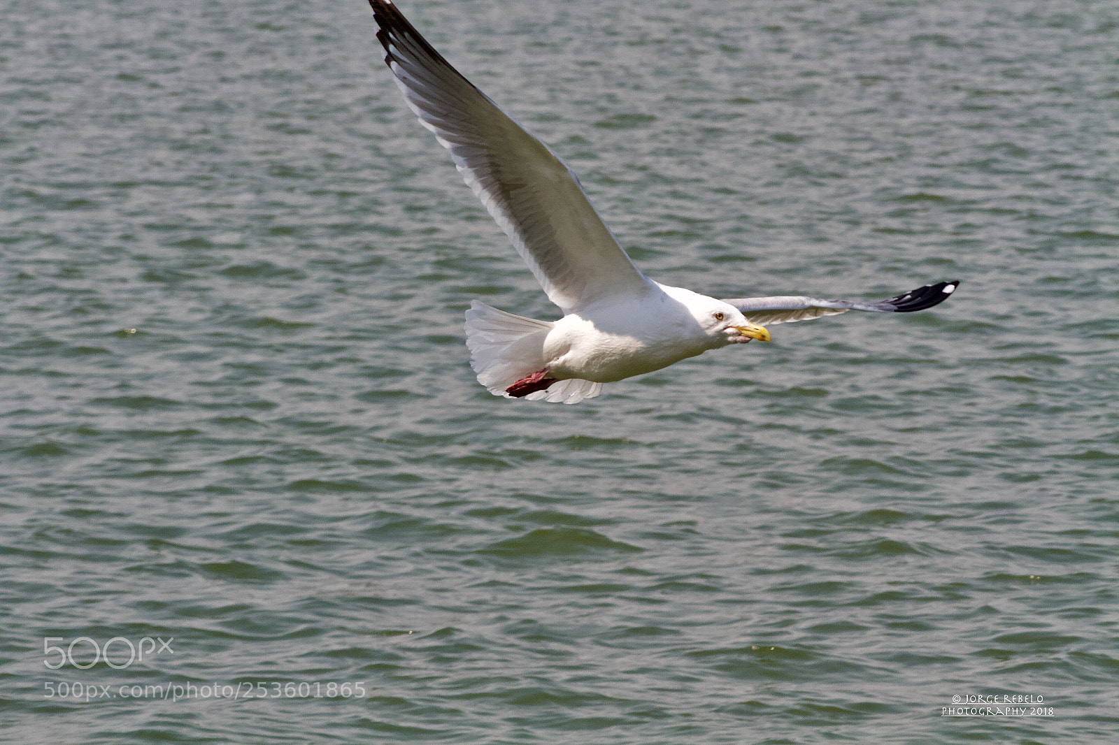 Canon EOS 7D sample photo. Fullsizeoutput fd photography