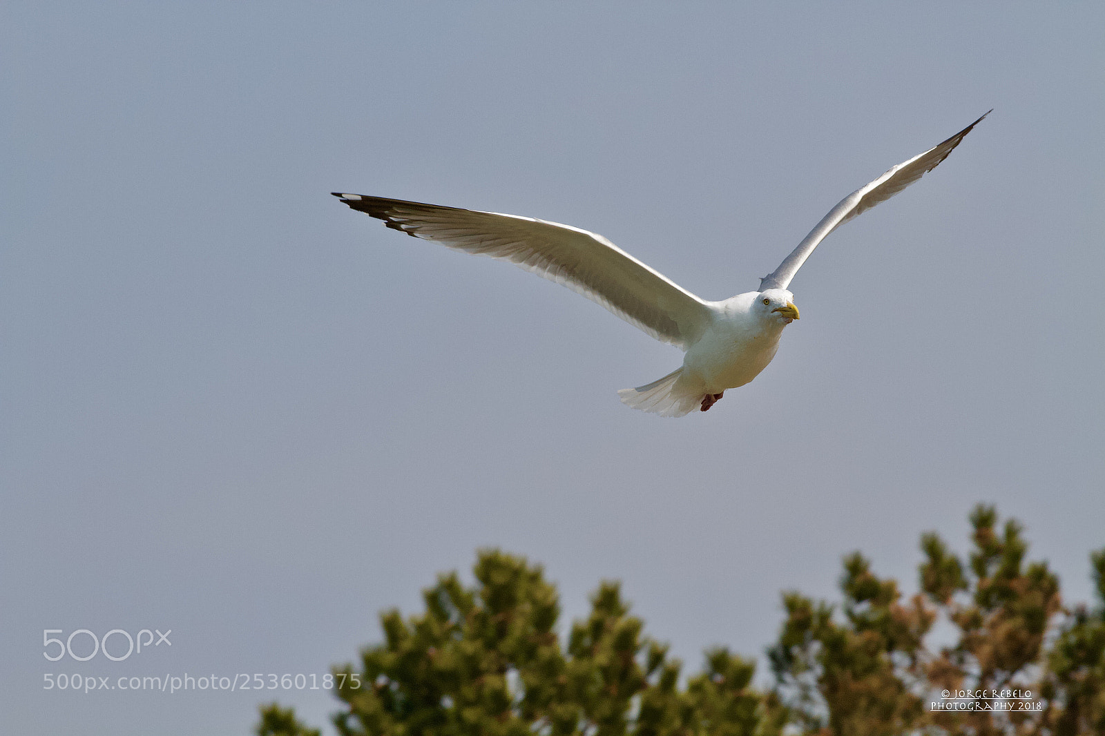 Canon EOS 7D sample photo. Fullsizeoutput a photography