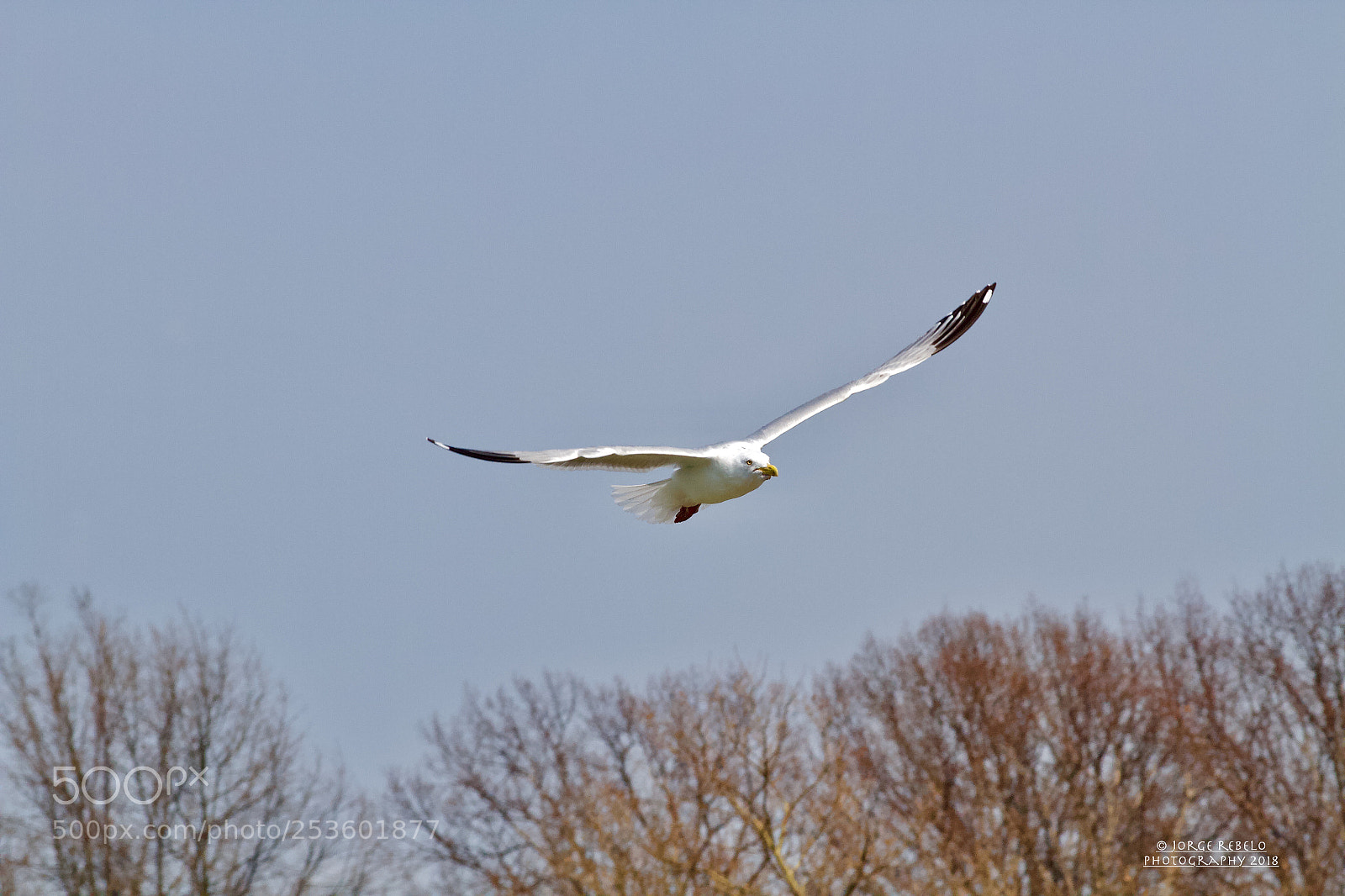 Canon EOS 7D sample photo. Fullsizeoutput a photography
