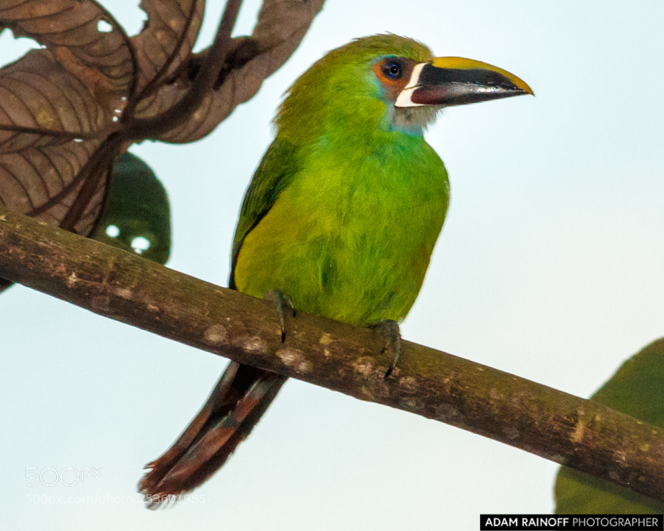 Canon EOS 70D sample photo. Southern emerald toucanet alcazares photography