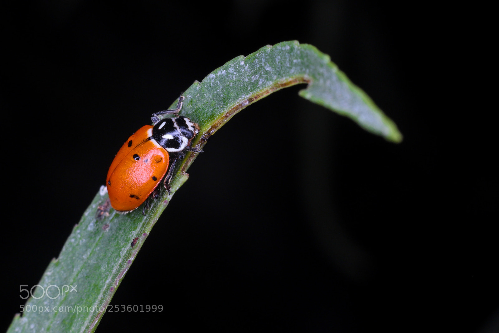 Canon EOS 6D Mark II sample photo. Catarina photography