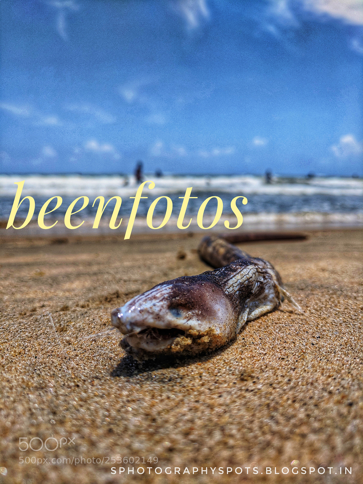 Google Pixel XL sample photo. Conger eel fish photography