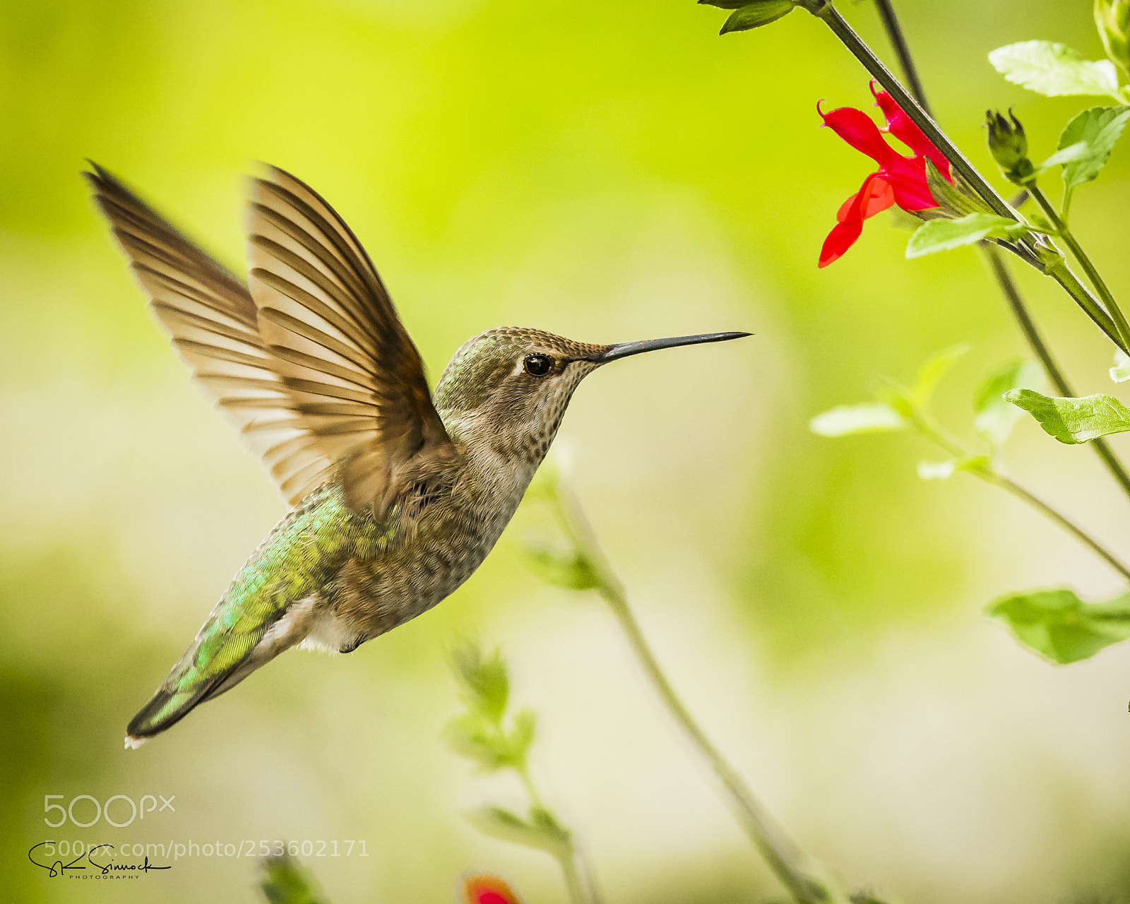 Nikon D850 sample photo. Hummingbird photography