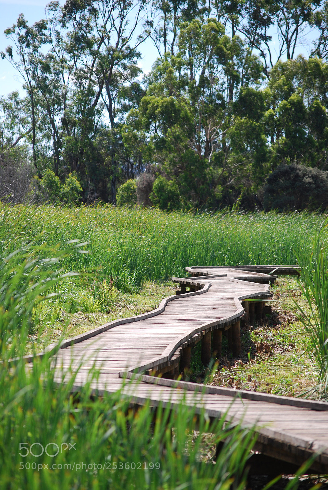 Nikon D40X sample photo. Boardwalk photography