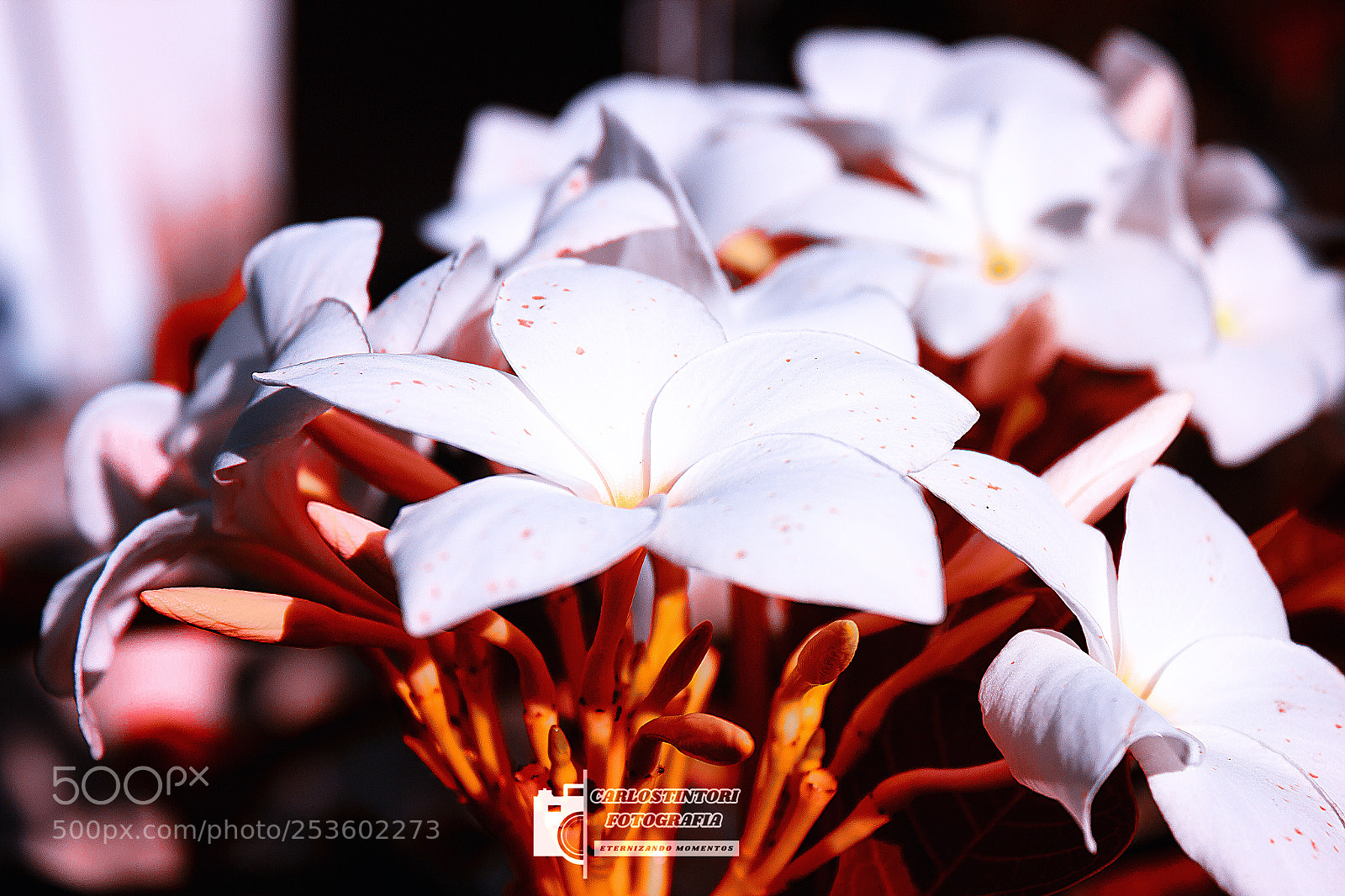 Canon EOS 600D (Rebel EOS T3i / EOS Kiss X5) sample photo. Floresbridal bouquet photography