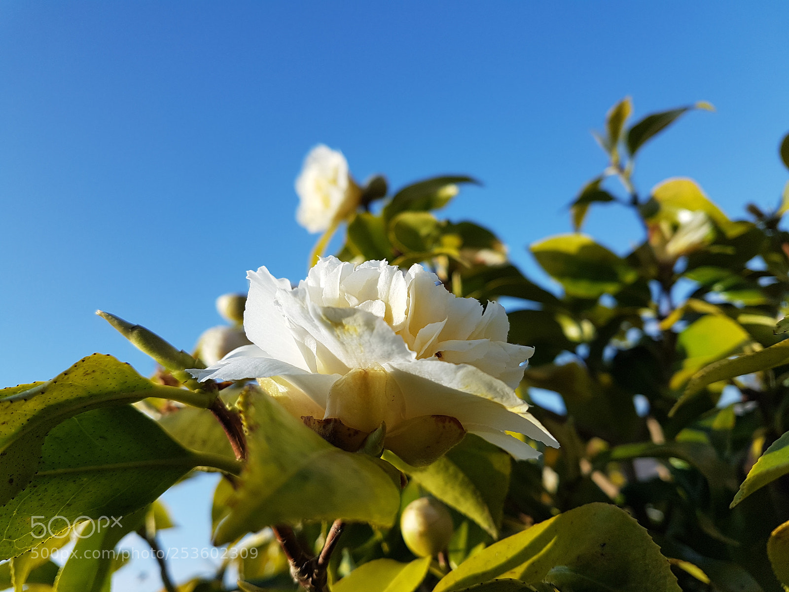 Samsung Galaxy S7 sample photo. Camilia photography