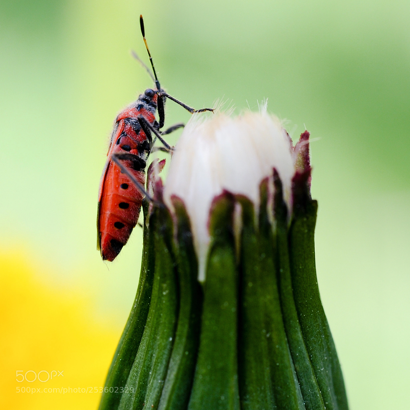Nikon D300S sample photo. Firefly photography
