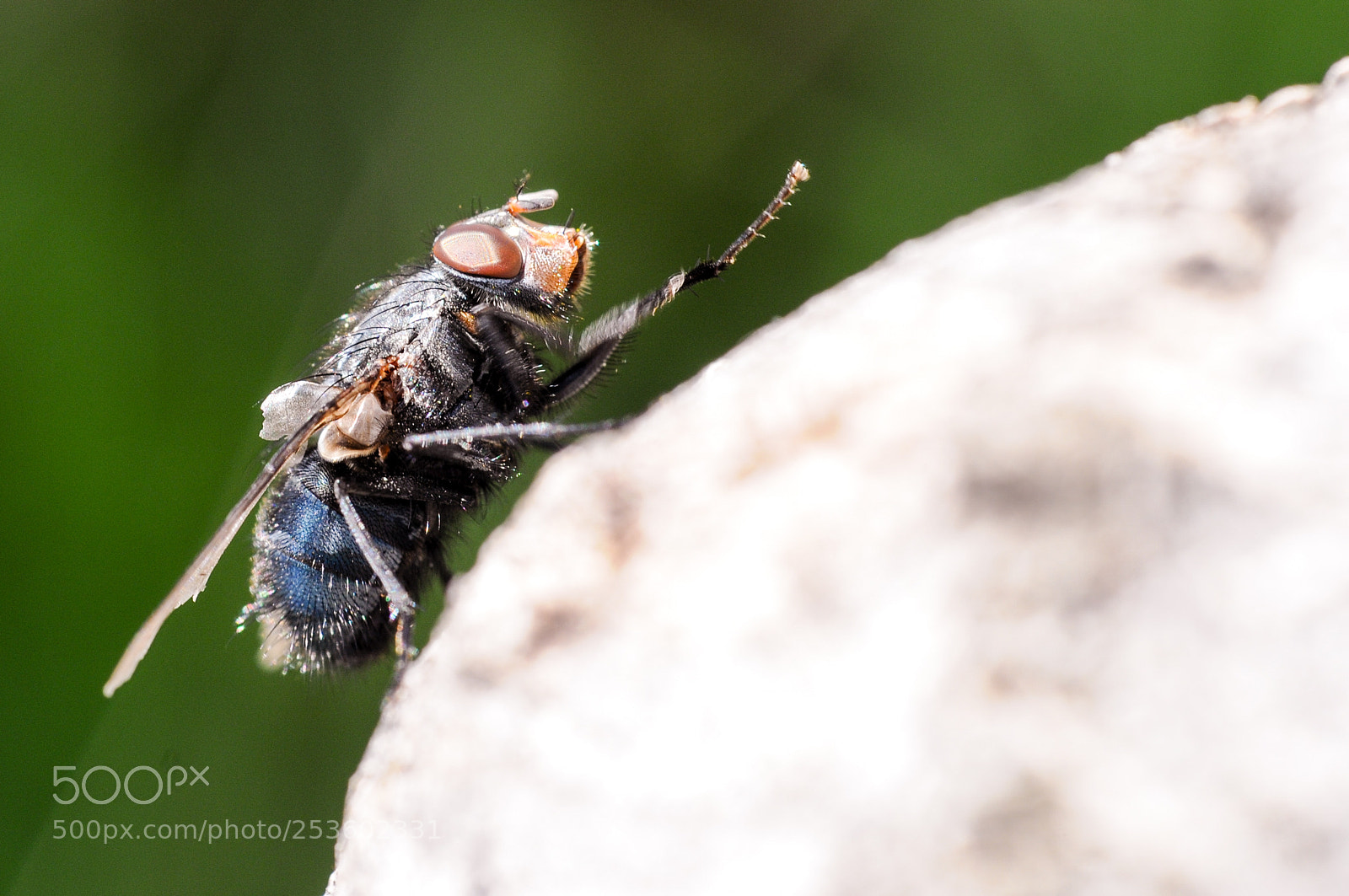 Nikon D300S sample photo. Fly photography