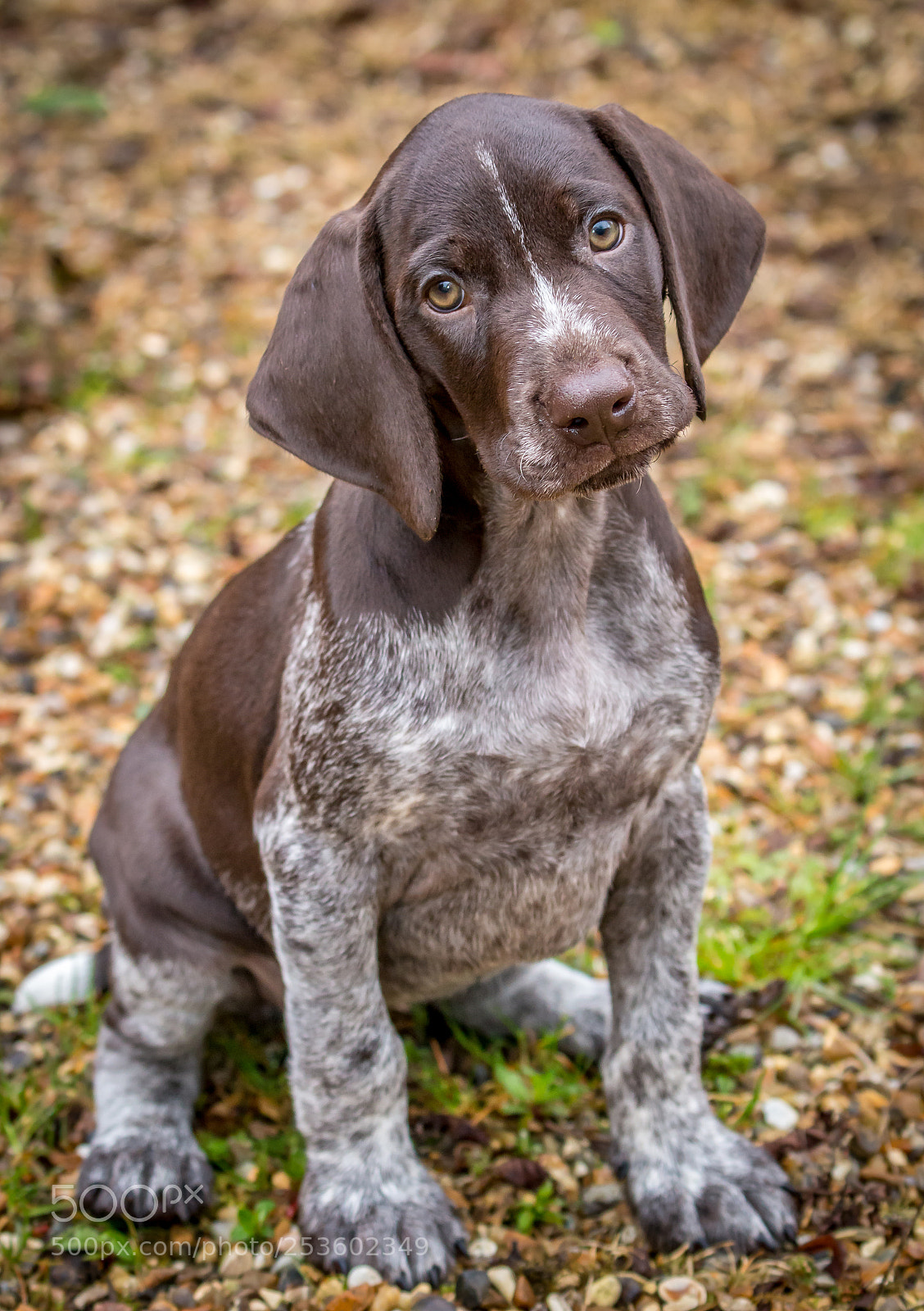 Canon EOS 70D sample photo. Purdey 1 photography