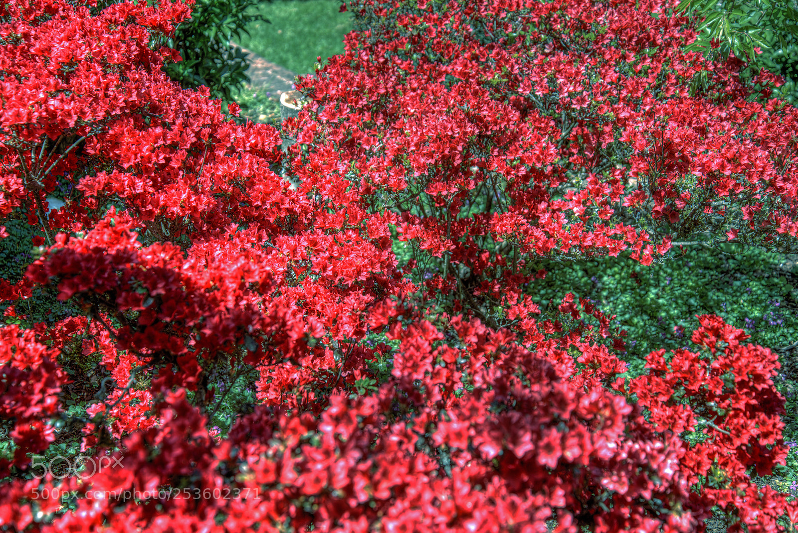 Nikon D850 sample photo. Red azaleas photography