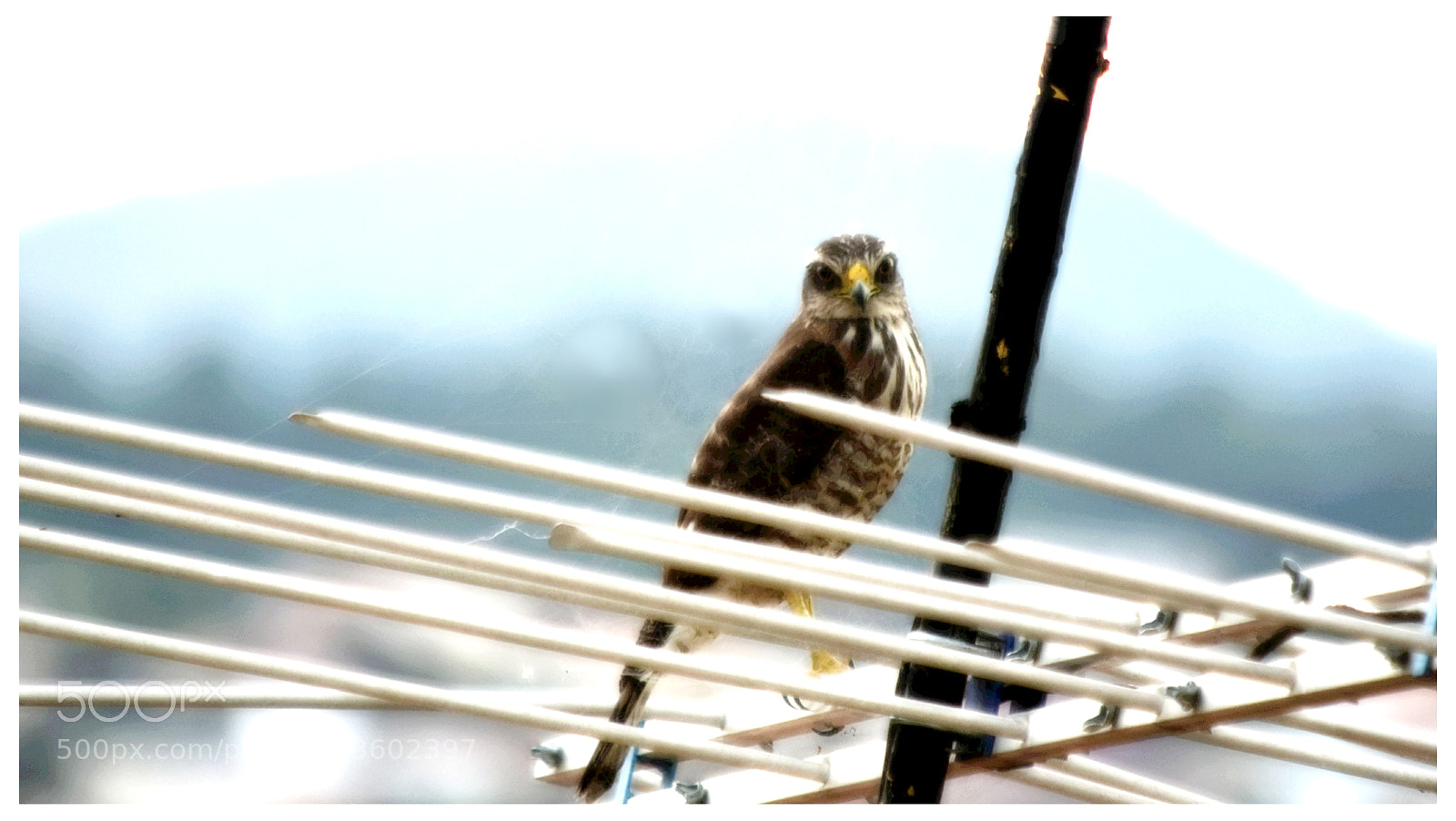 Nikon D5300 sample photo. "hi" photography