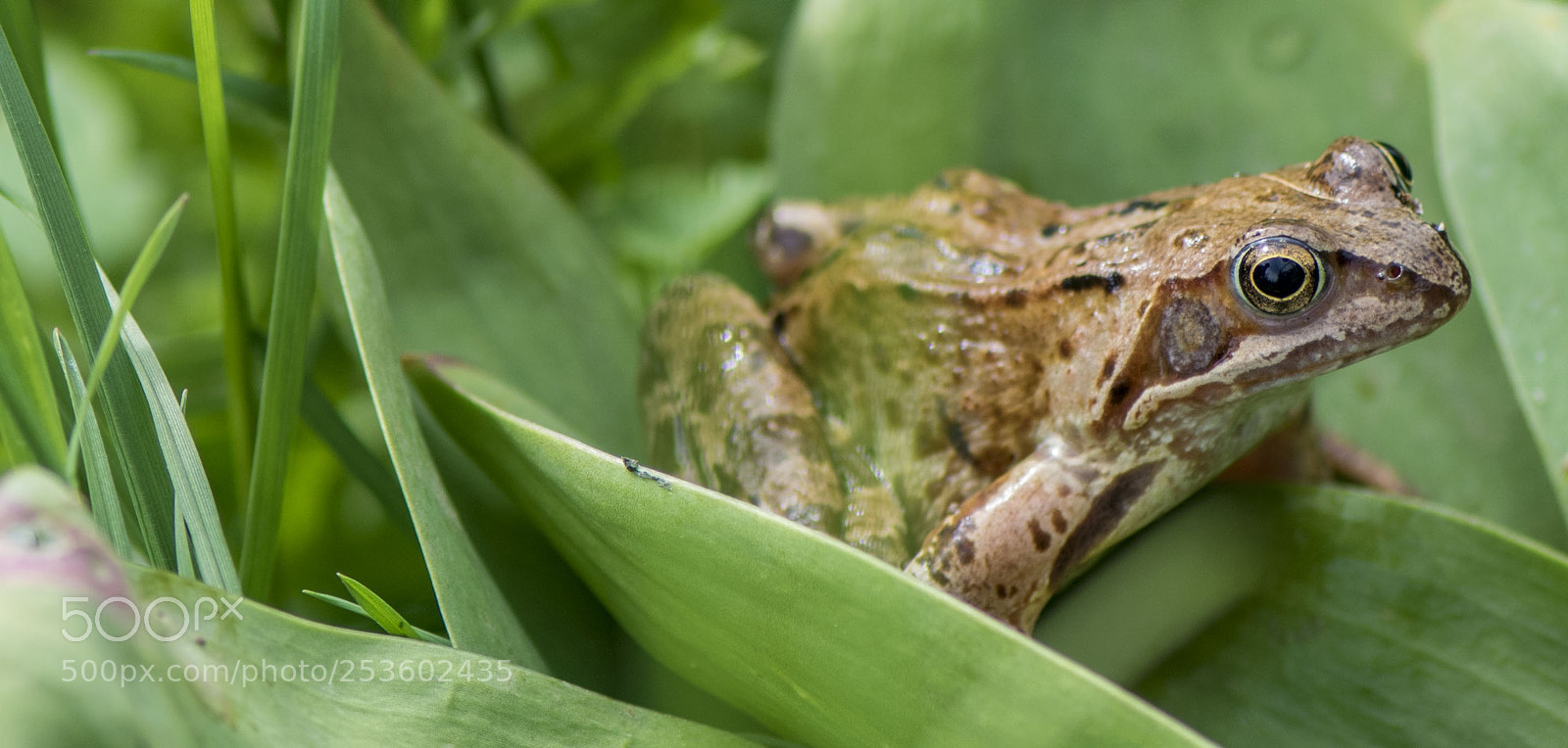 Nikon D5300 sample photo. Frog. photography