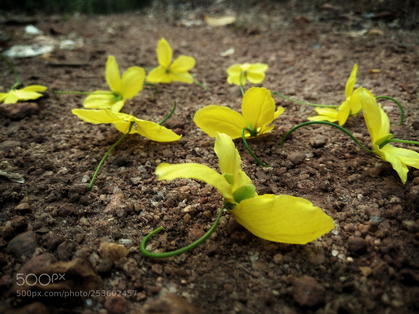 Xiaomi Redmi Note 4 sample photo. Happiness photography