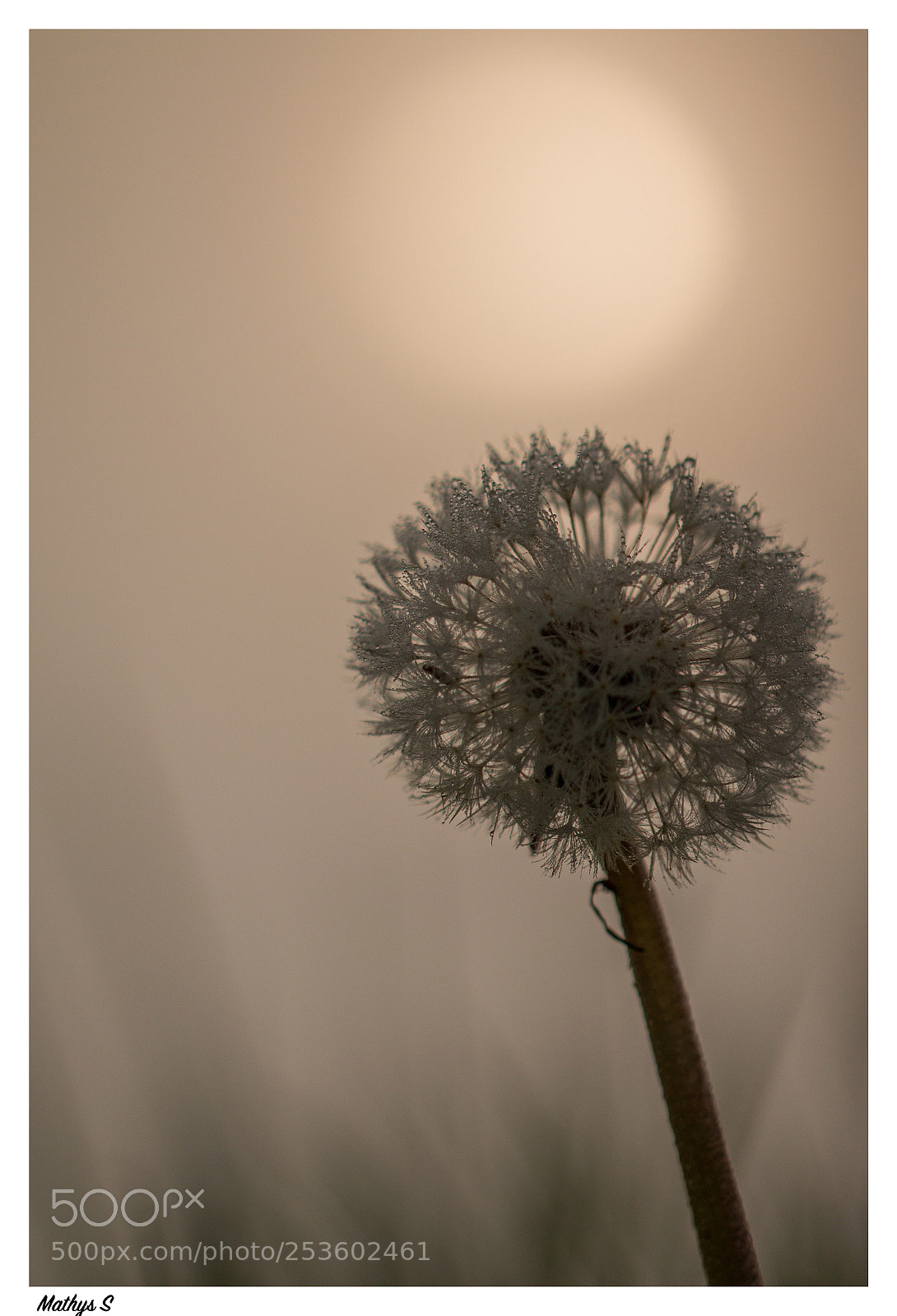 Canon EOS 70D sample photo. Dandelion photography