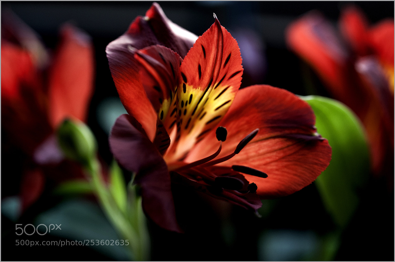 Nikon D700 sample photo. *** photography
