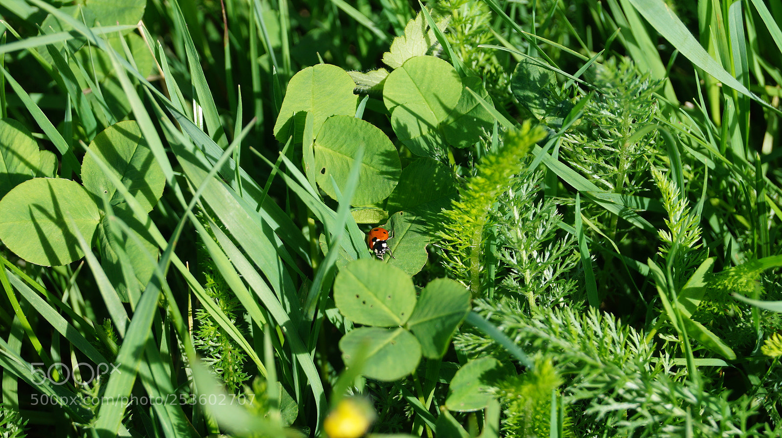 Sony SLT-A58 sample photo. Ladybug photography