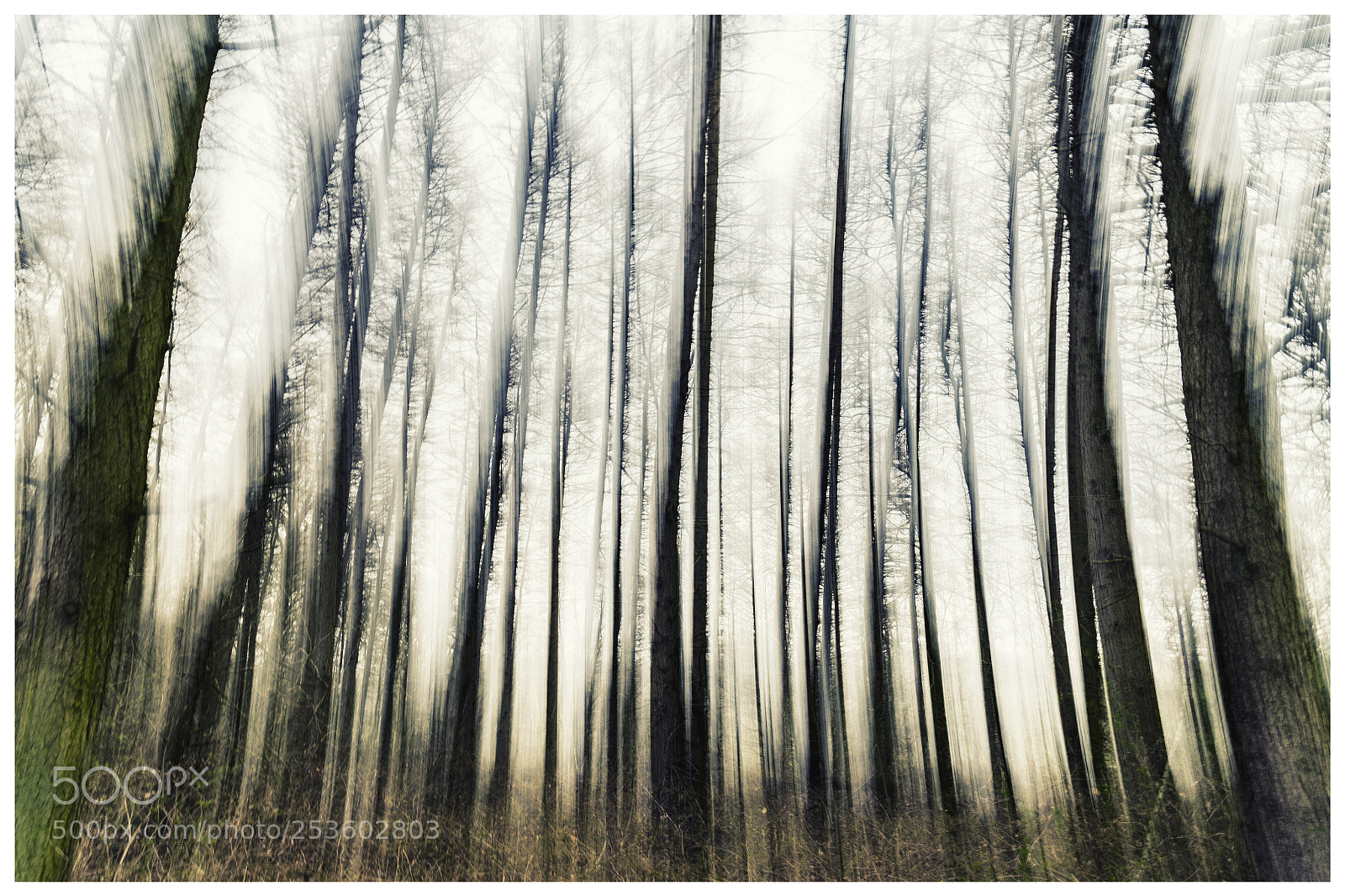 Nikon D850 sample photo. Menacing woods photography