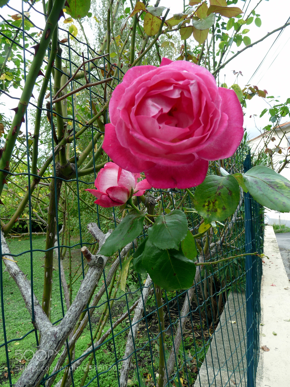 Panasonic Lumix DMC-FZ28 sample photo. Pink rose photography