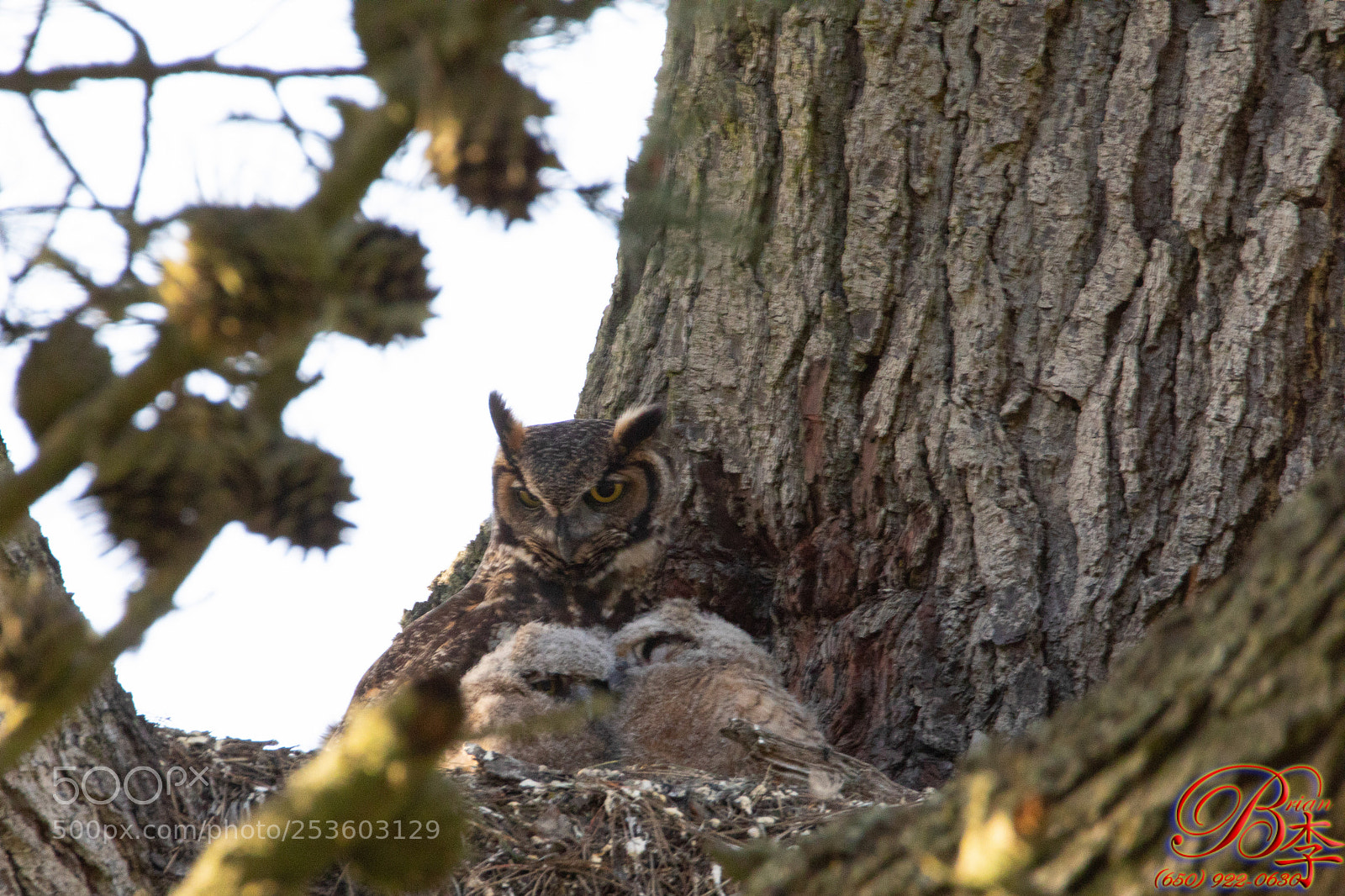 Canon EOS 5D Mark IV sample photo. Great horned owl photography