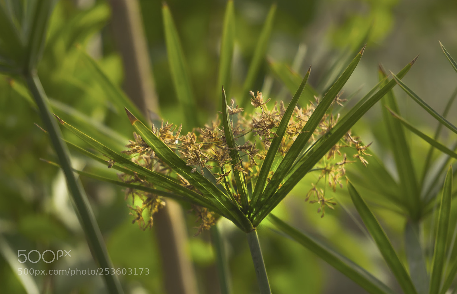 Sony Alpha NEX-5N sample photo. Nature photography