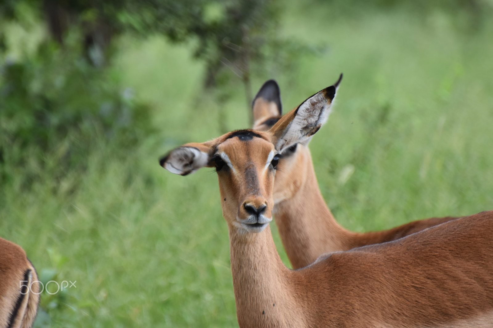 Nikon D5500 sample photo. Kruger national park photography