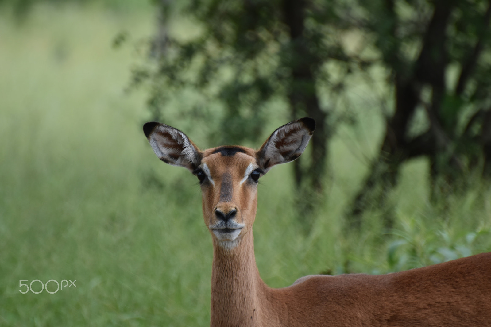 Nikon D5500 sample photo. Kruger national park photography