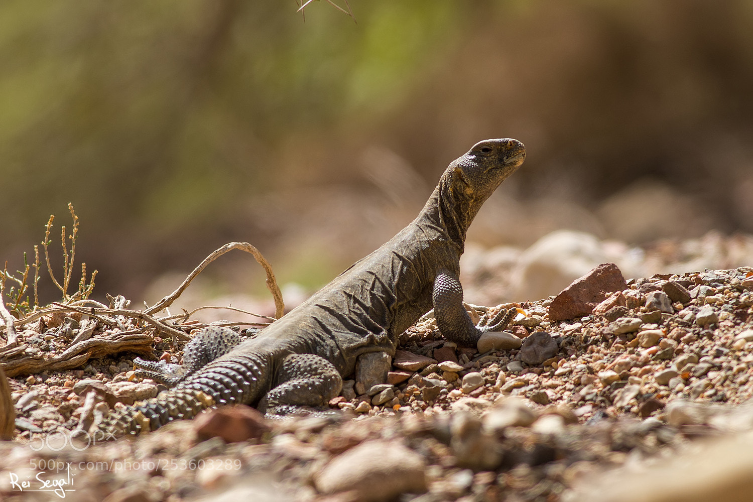 Canon EOS 7D sample photo. Egyptian spiny-tailed lizard photography