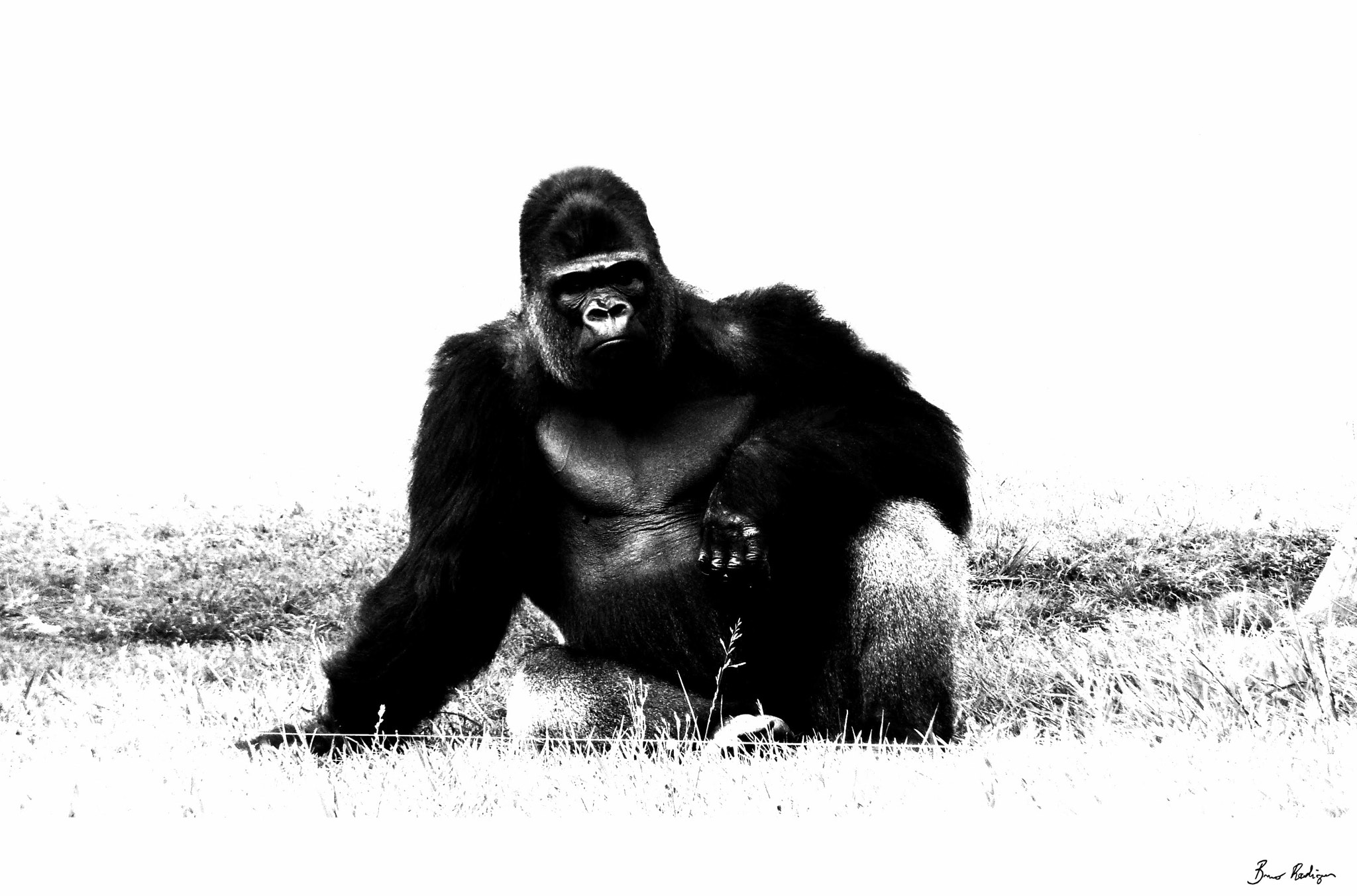CASIO EX-FC100 sample photo. Gorilla relax photography