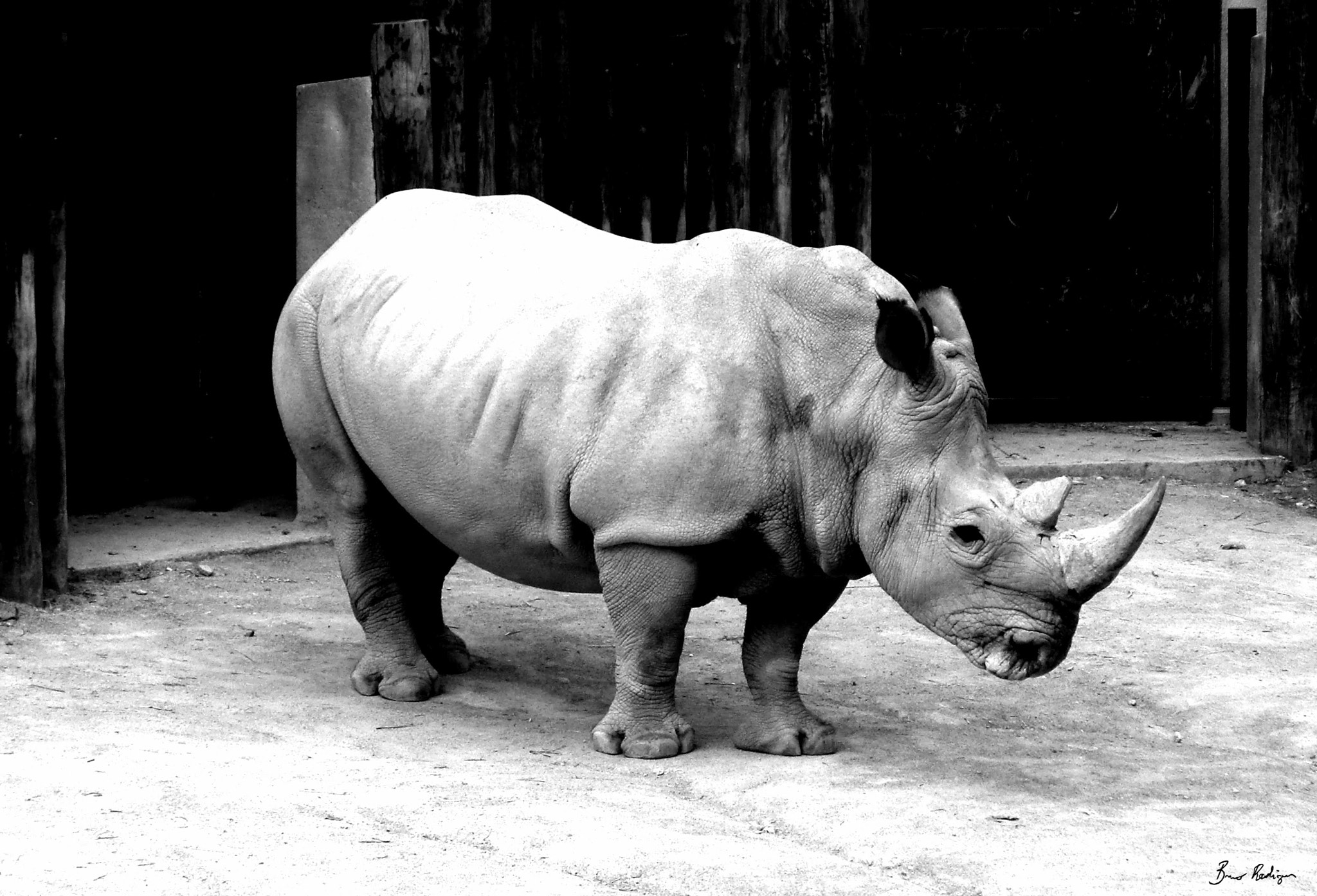 CASIO EX-FC100 sample photo. Sad rhino photography