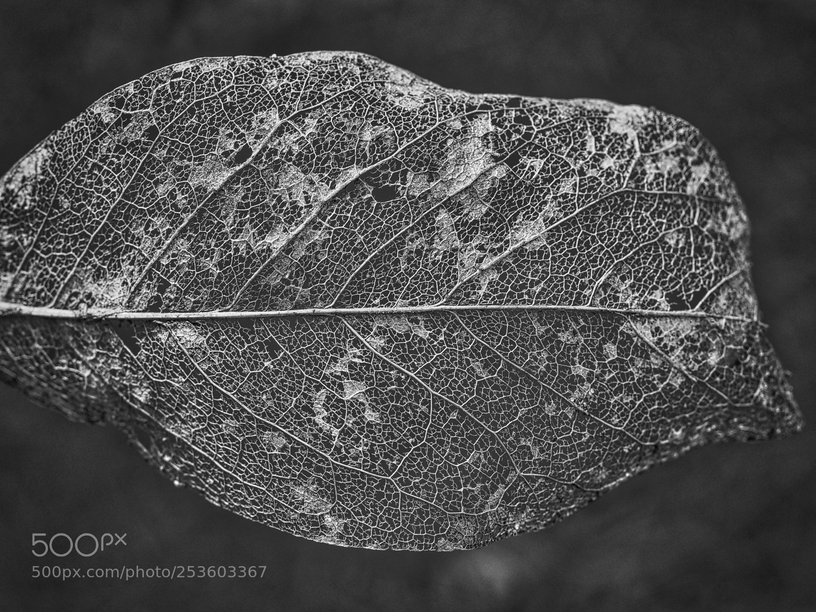 Olympus OM-D E-M1 Mark II sample photo. Dead leaf photography