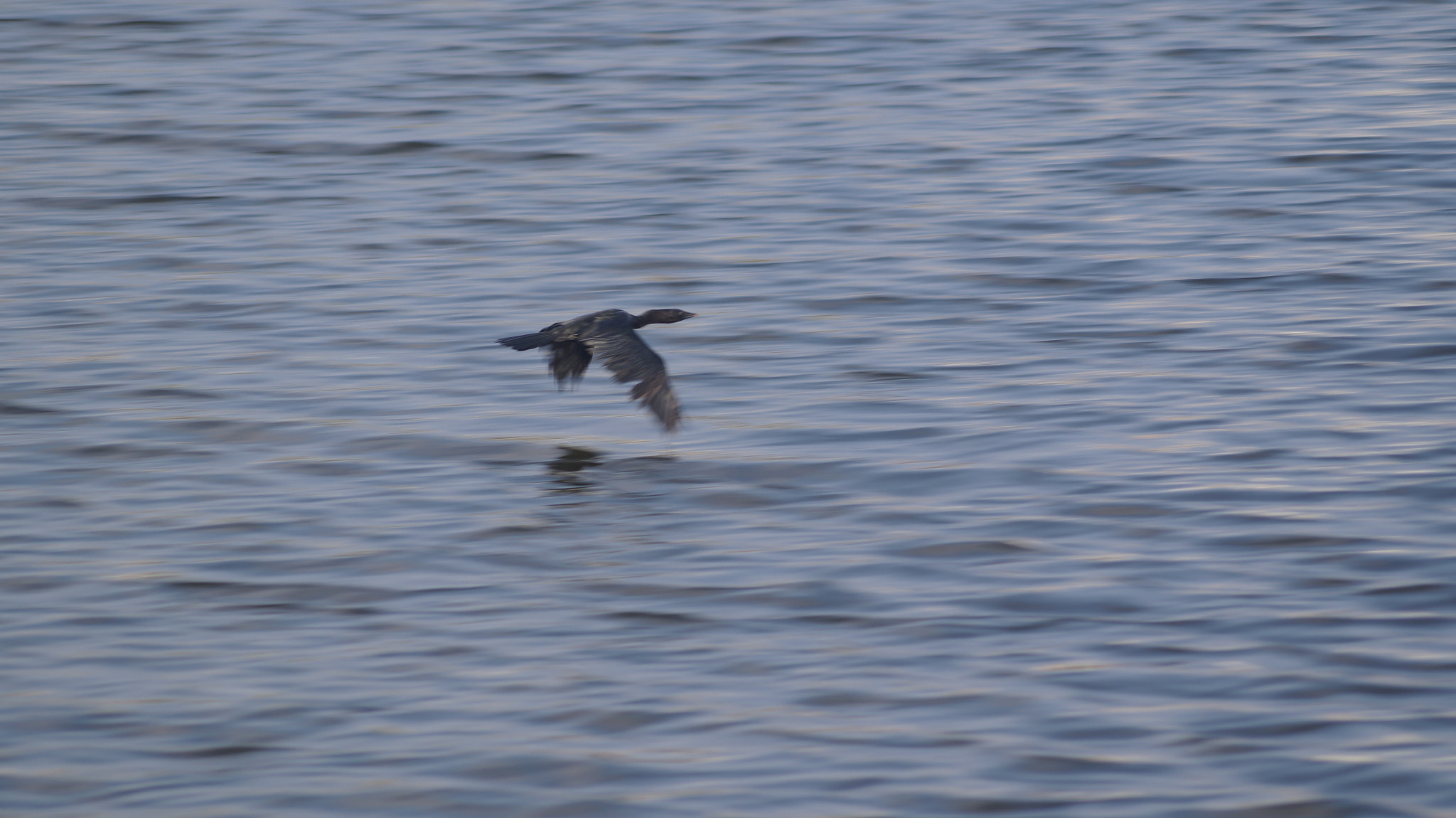 Sony DT 55-200mm F4-5.6 SAM sample photo. Dsc photography