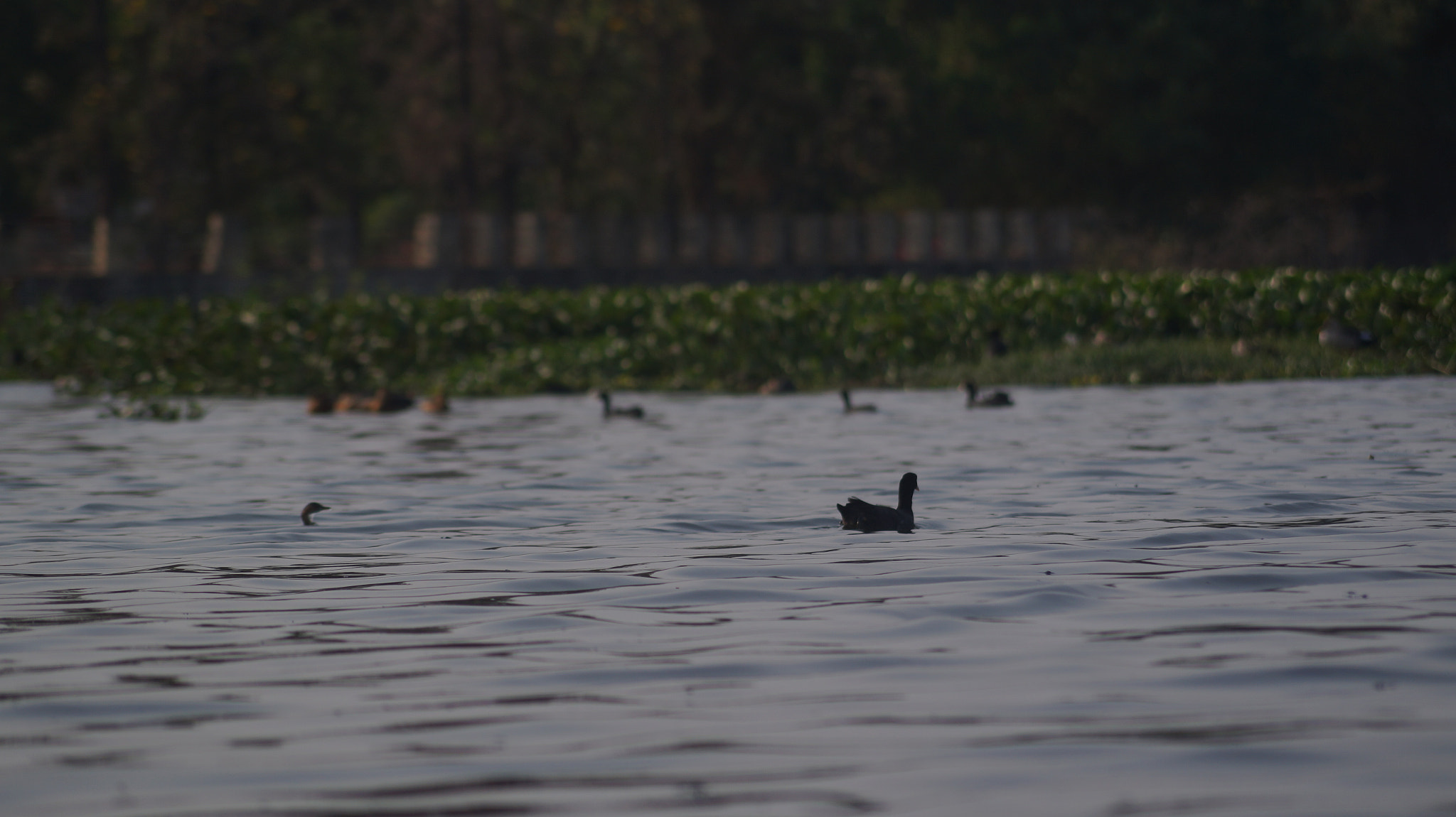 Sony DT 55-200mm F4-5.6 SAM sample photo. Dsc photography