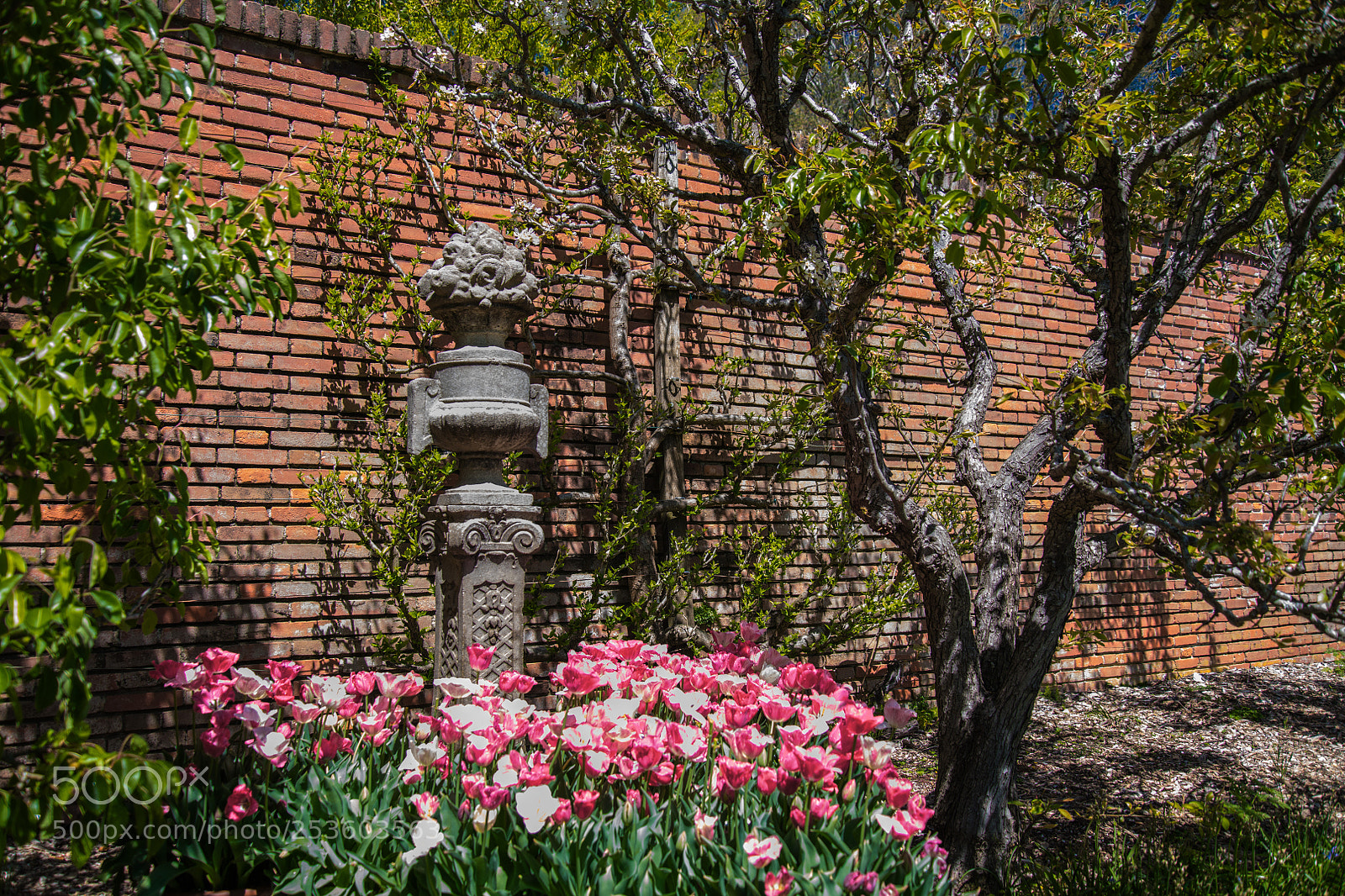 Nikon D850 sample photo. Tulips in bloom photography
